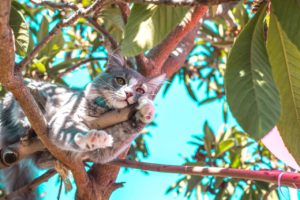 Feline 