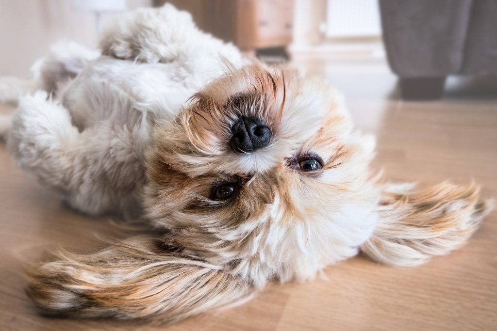 Pet